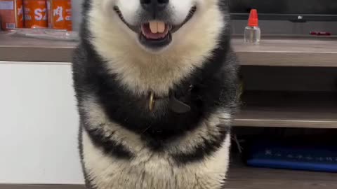 I'm The Funky Husky___ Don't Understimate Me