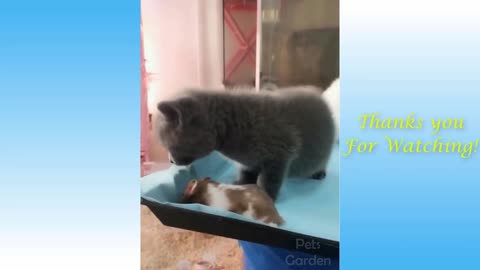 Funny and Cute Cat's Life 👯😺 Cats and Owners are the best friends Videos