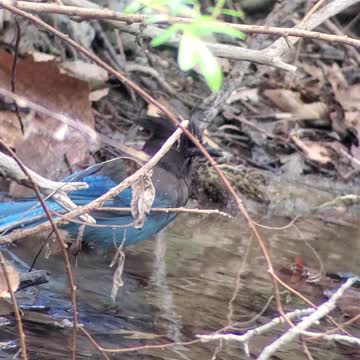 Stellar's Jay bathing in Stevens Creek