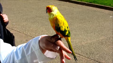 cute parrot say hi!