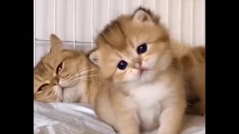 Cute is Not Enough - Cute Kittens In The World #6