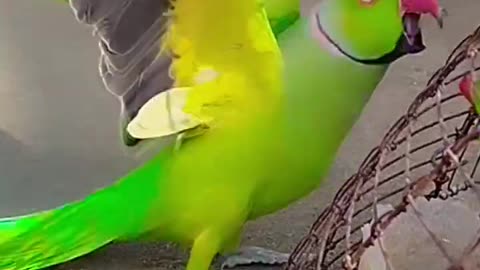 Funniest animal Beautiful parrot