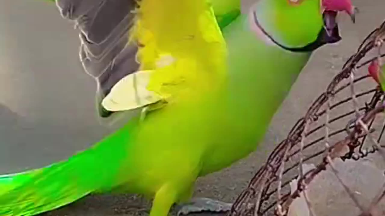 Funniest animal Beautiful parrot