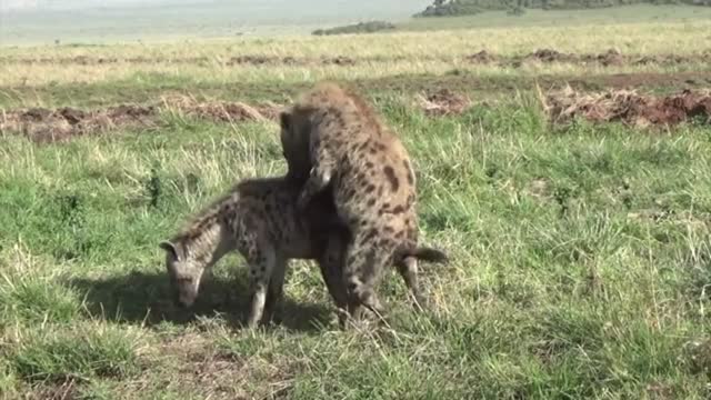 hyenas - a canine beast with relentless claw bites can even kill you