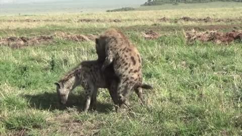 hyenas - a canine beast with relentless claw bites can even kill you