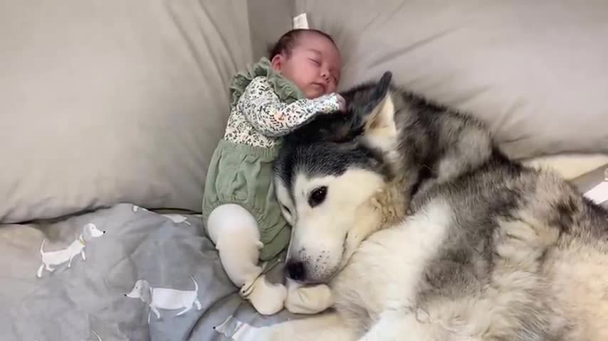 Husky_Stops_Baby_Crying_In_The_Cutest_Way!!_[CUTEST_VIDEO_EVER!!](