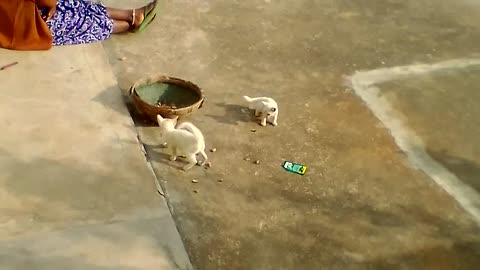 Two very cute little cat are playing on home ground