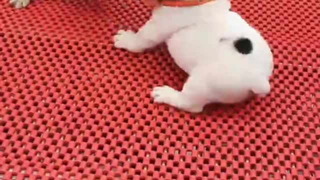 The dog king battle begins