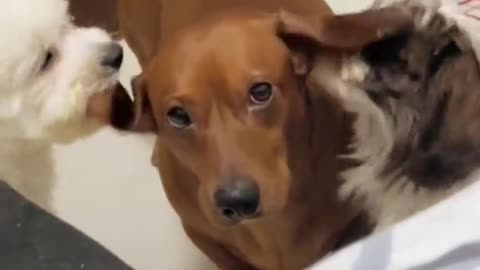 Dachshund Gets An Earful Of Licks