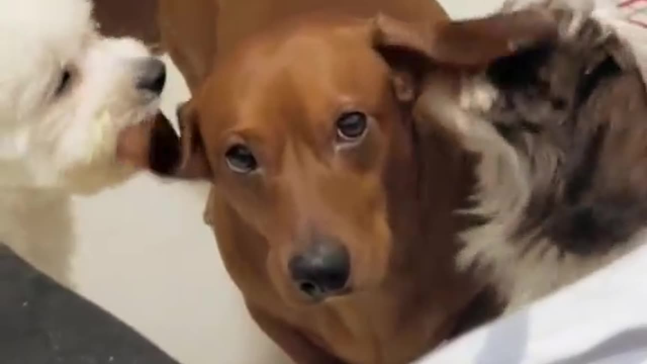 Dachshund Gets An Earful Of Licks