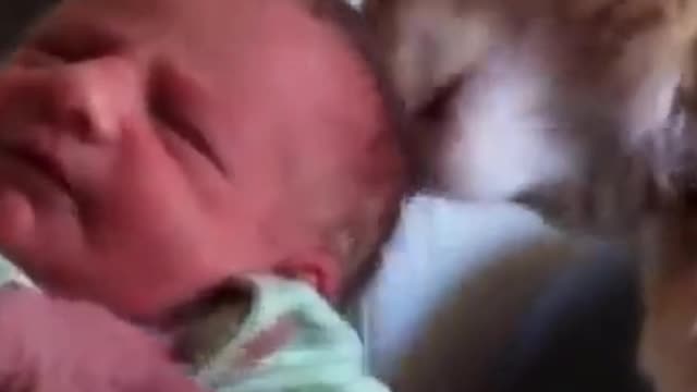 CAT WASHES HIS LITTLE OWNER FOR THE FIRST TIME