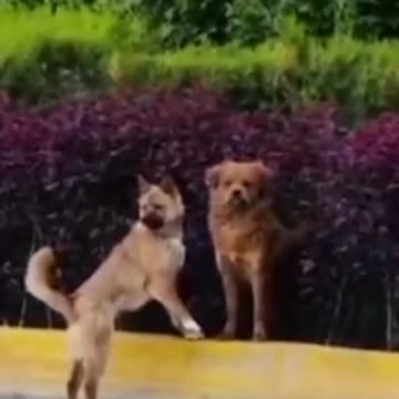 OOPS|CATS AND DOGS||funny dogs videos||funny cats videos