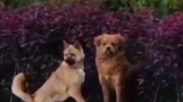 OOPS|CATS AND DOGS||funny dogs videos||funny cats videos