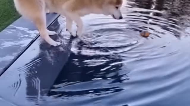 Funny Cat