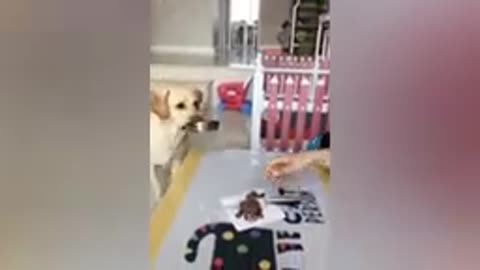 Funny Animal Videos Funniest Dogs And Cats