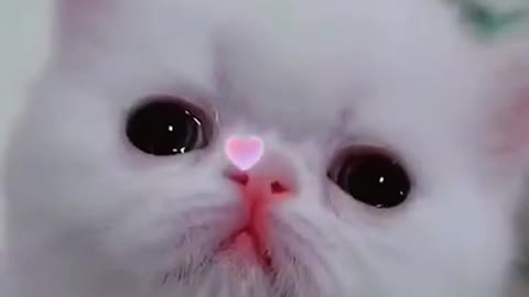 milky cats