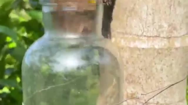 Saw something interesting in the backyard