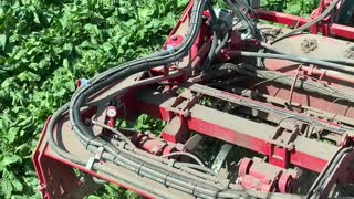 Sugarbeet harvest