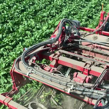 Sugarbeet harvest