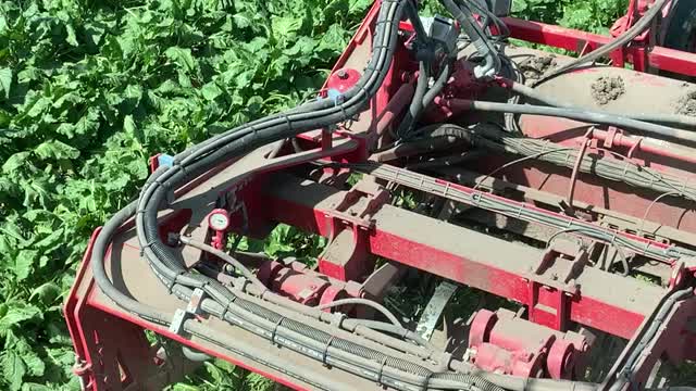 Sugarbeet harvest