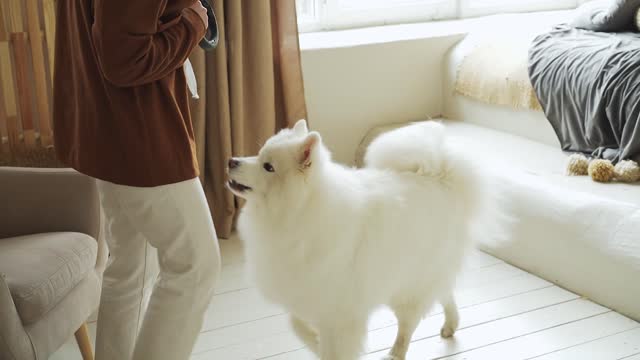 A cut dog playing looks very nice.