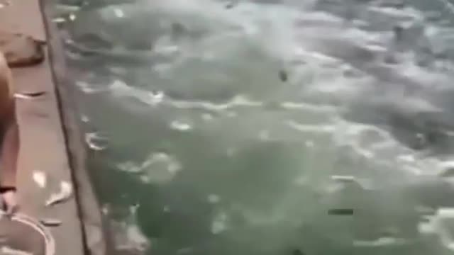 This is a beautiful and charming water-dwelling species