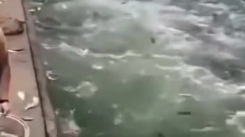 This is a beautiful and charming water-dwelling species