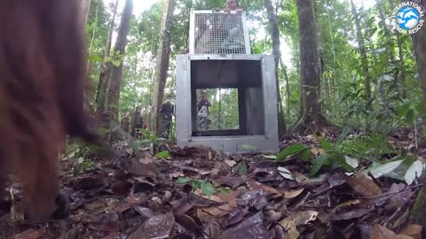 ORANGUTAN BABY SCHOOL!