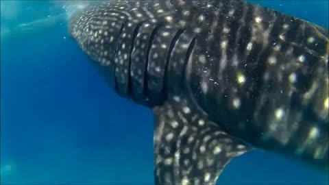 Whale Sharks in Oslob, Cebu Philippines