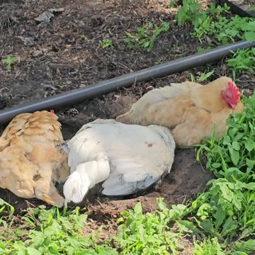 OMC! Back 2 the dirt - Just can't get enough - Amazing dirt bath action continues! #chickens #shorts