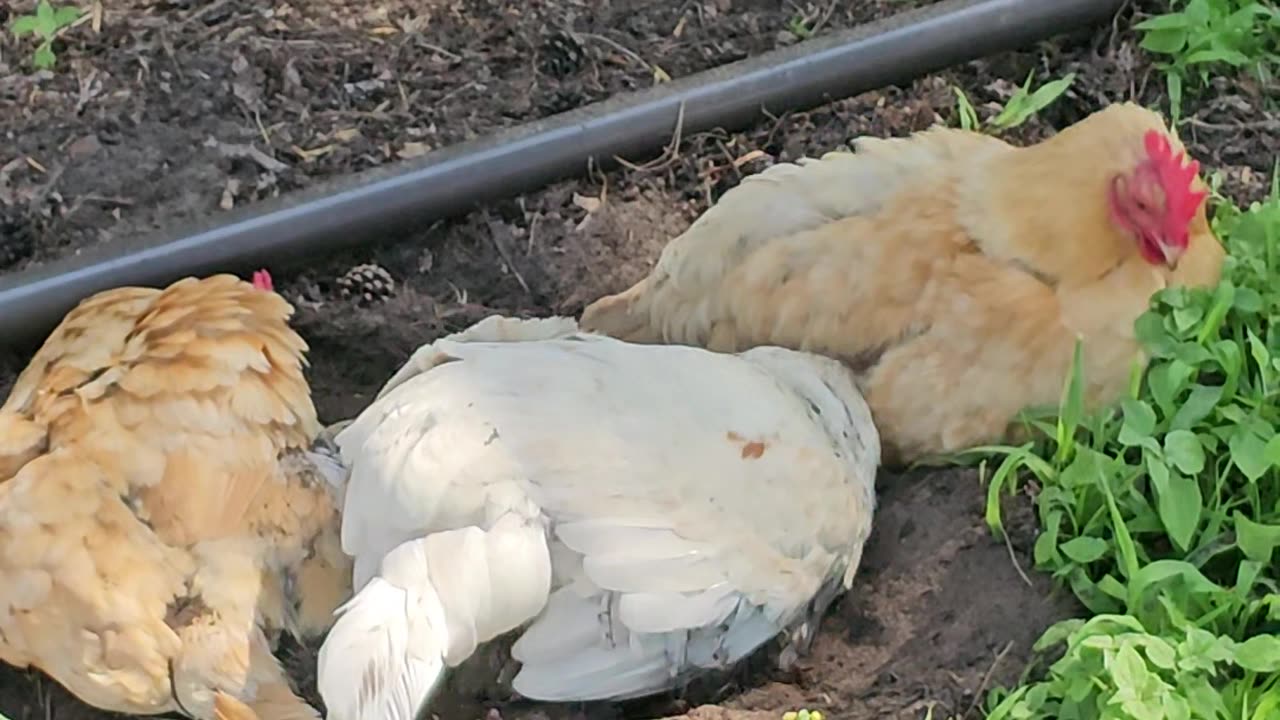 OMC! Back 2 the dirt - Just can't get enough - Amazing dirt bath action continues! #chickens #shorts