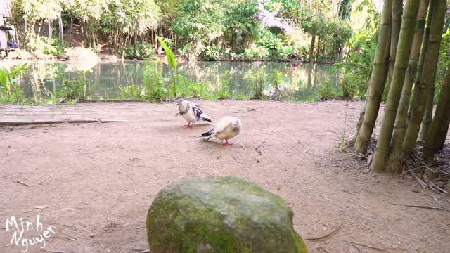 ZEN PARK IN SON TRA MOUNTAIN (MONKEY MOUNTAIN) IN DA NANG CITY OF VIETNAM