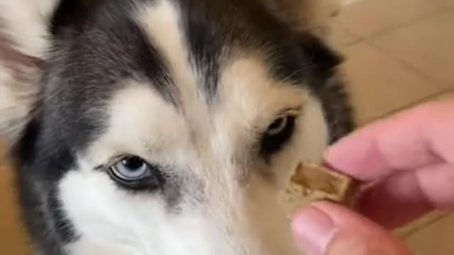 Male Husky vs. Female Husky DOG TRICKS!!!