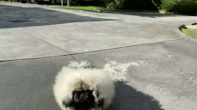 🔥Funniest Dogs will make you laugh all day long | Instagram Reels and Tiktok Videos | Desi animals 🔥
