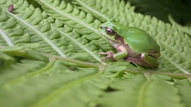 Frog On A Leafy Branch