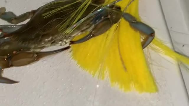Who knows what will be eating this 2lb jig?