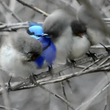 CUTE BIRDS