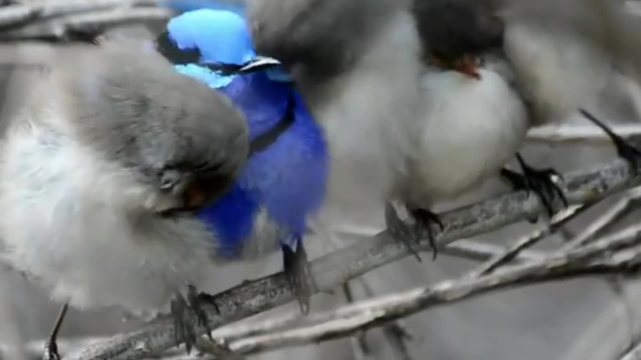 CUTE BIRDS