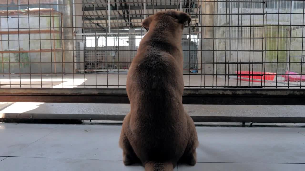 Dog is sitting at the fence in shelter waiting to be rescued and adopted to new home