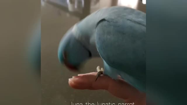 Clever parrot knows how to give kisses