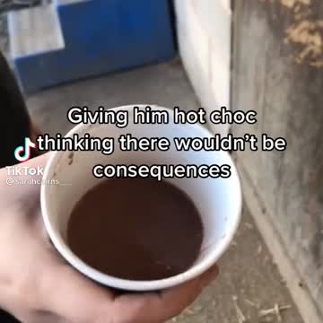 Horse on a suger rush