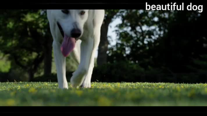 so beautiful dog