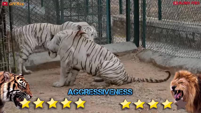 Lion VS tiger fight