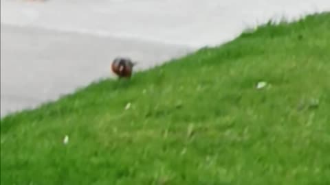 Robin on lawn.