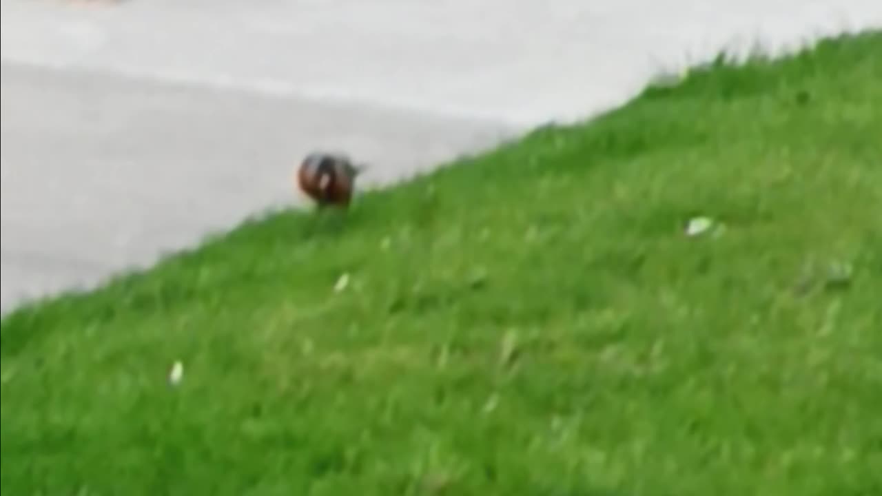 Robin on lawn.