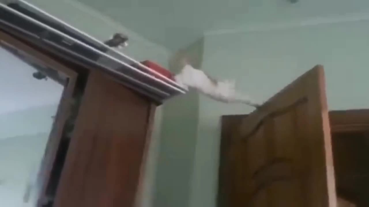 Pobre gatito cae sin pensarlo