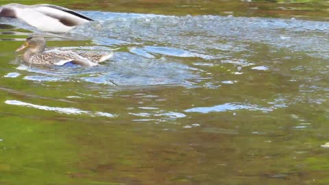 Mallards Mating.