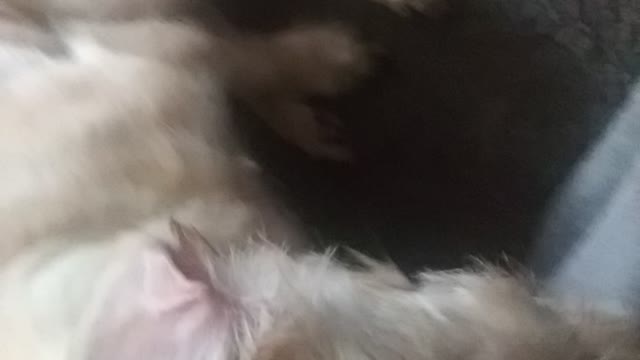 My dog OCHO is looking good but my wife doesn't think so!!!!
