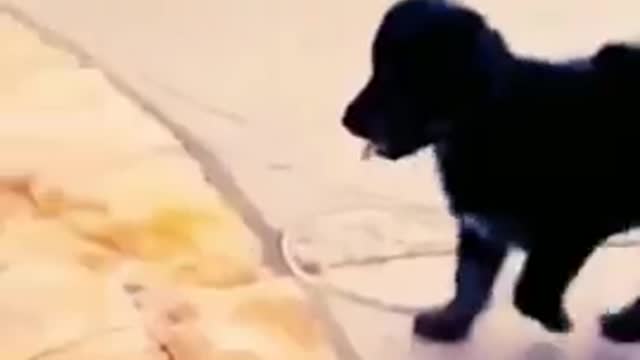 ×FUNNY ANIMALS VIDEOS TRY NOT TO LAUGH 🤣 | FUNNY CATS | FUNNY DOGS | CUTEST ANIMALS Eps 22#SHORTS