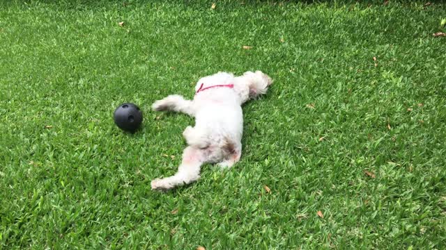 Dog Poodle playing with the ball